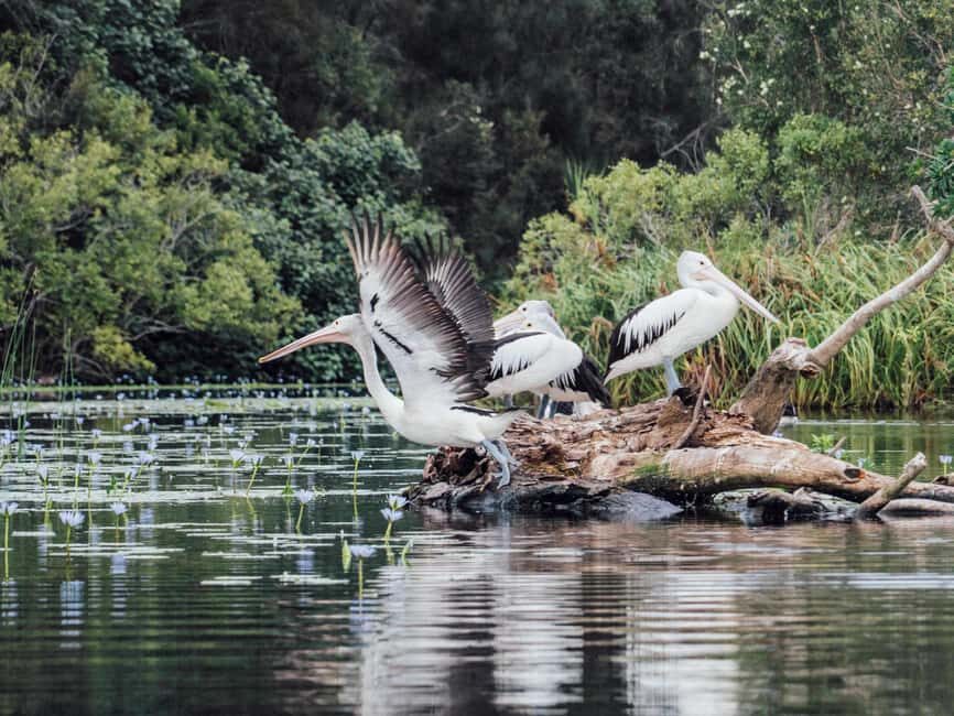 Sunshine Coast: Noosa Everglades, Hinterland & Boat Cruise - What Makes This Tour Stand Out