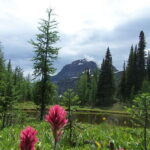 Sunshine Meadows Daily Guided Hike with Gondola - The Hike Through Sunshine Meadows