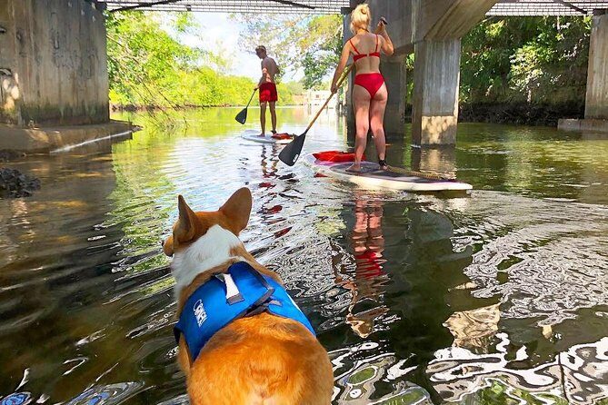 SUP PUP Paddleboard Tour - Who Will Love This Tour?