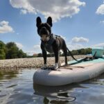 SUP Station Würzburg: SUP board rental, courses, training directly on the Main - Why This SUP Experience Is Worth Considering