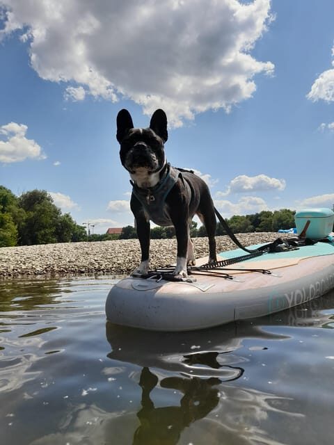 SUP Station Würzburg: SUP board rental, courses, training directly on the Main - Why This SUP Experience Is Worth Considering