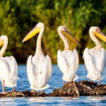 SUPER TOUR: Day Trip to Danube Delta - Possible Drawbacks or Considerations