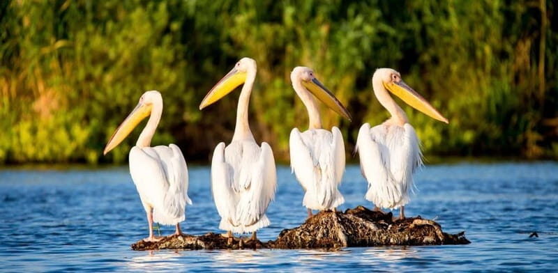 SUPER TOUR: Day Trip to Danube Delta - Possible Drawbacks or Considerations