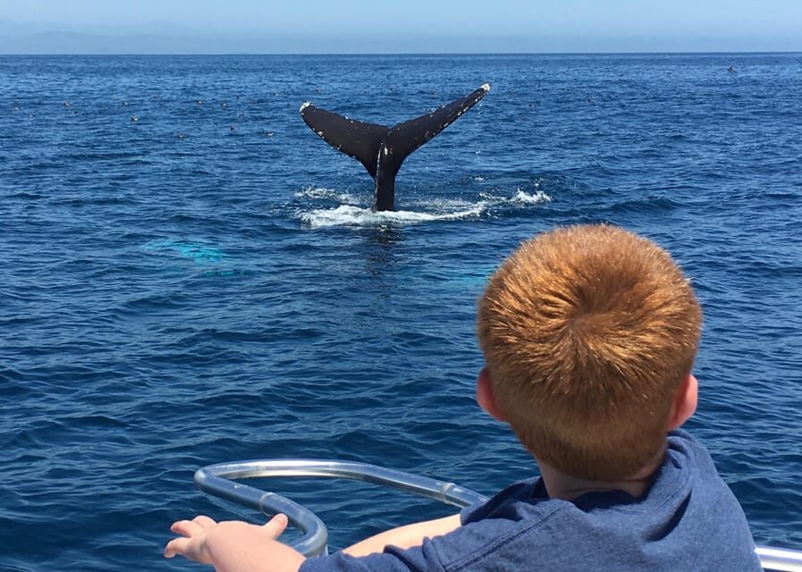 Superior 2hr Private Whale & Dolphin Watching Newport Beach - Who Will Love This Tour?