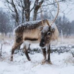Svolvær: Sami Culture and Reindeer Experience - Value and Practicality