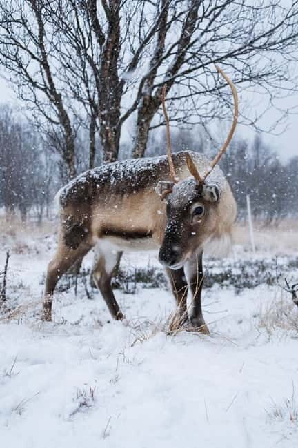 Svolvær: Sami Culture and Reindeer Experience - Value and Practicality