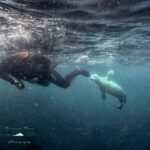 Swim and Snorkel with Seals. Boat Trip Penzance Cornwall - The Practicalities: What You Need to Know