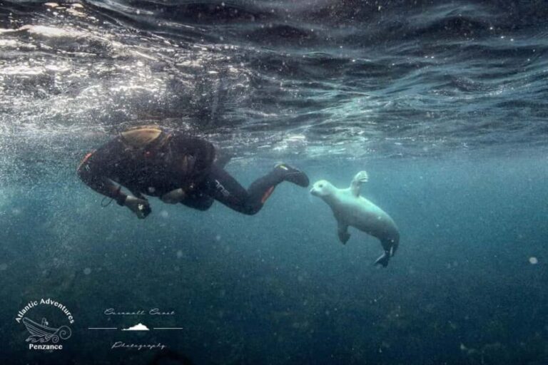 Swim and Snorkel with Seals. Boat Trip Penzance Cornwall - The Practicalities: What You Need to Know
