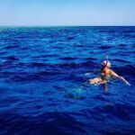 Swim with Dolphins in the Azores - The Value of This Experience
