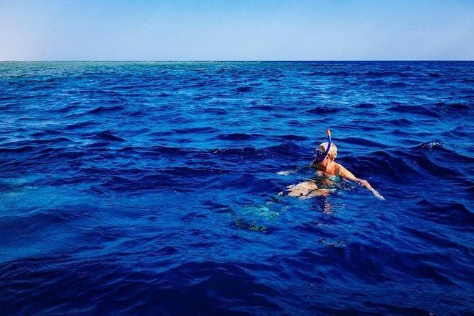Swim with Dolphins in the Azores - The Value of This Experience