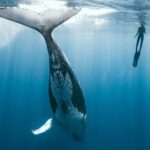 Swim with humpback whales - Final Thoughts