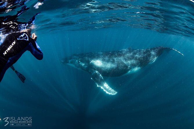 Swim with Humpback Whales - Ningaloo Reef - 3 Islands Whale Shark Dive - Why This Tour Truly Stands Out