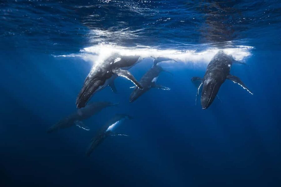 Swim with Humpback Whales: Sunshine Coast - Authentic Feedback from Travelers