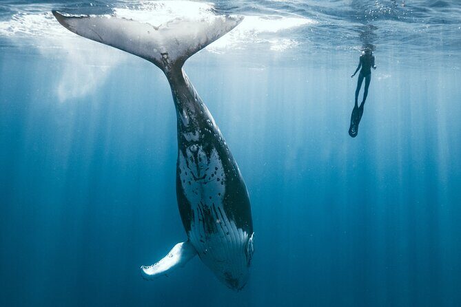 Swim with humpback whales - Final Thoughts