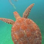 Swim with Sea Turtles in Akumal Plus Visit and Swim in a Cenote - Authentic Encounters and Honest Opinions