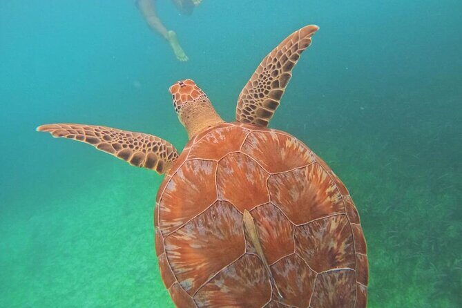 Swim with Sea Turtles in Akumal Plus Visit and Swim in a Cenote - Authentic Encounters and Honest Opinions