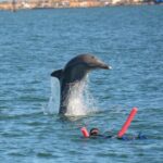 Swim With The Dolphins Experience in Bunbury Australia - A Typical Day on the Water