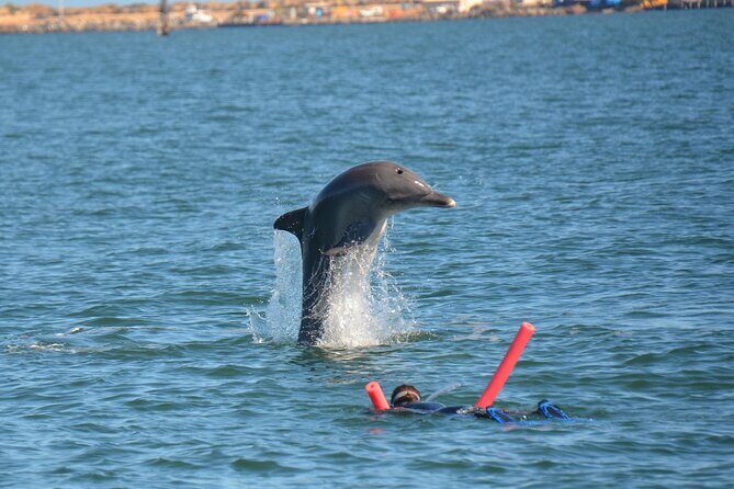 Swim With The Dolphins Experience in Bunbury Australia - A Typical Day on the Water