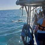 Swim with the Whale Shark on Holbox Island - What the Tour Includes and What it Doesnt