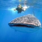 Swim with Whale Shark from Cancun - The Sum Up: Who Should Consider This Tour?