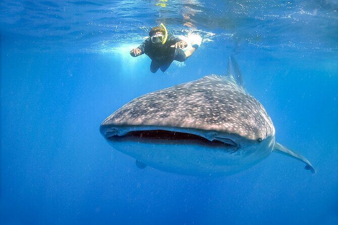 Swim with Whale Shark from Cancun - The Sum Up: Who Should Consider This Tour?