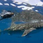 Swim with Whale Shark from Isla Mujeres and Cancun - Final Thoughts