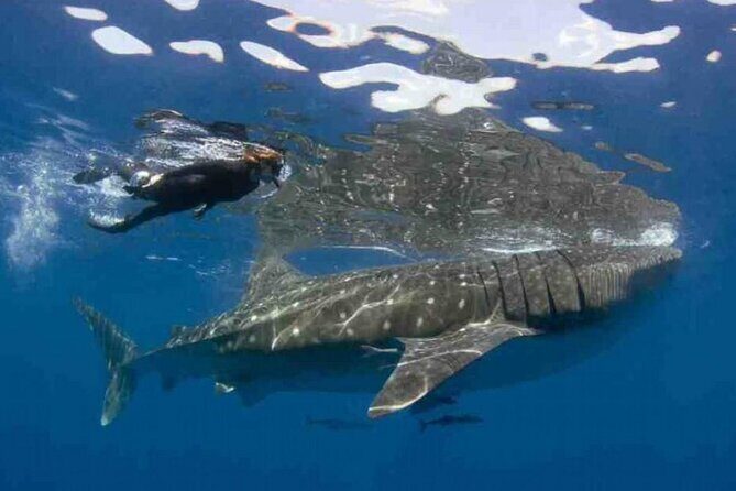 Swim with Whale Shark from Isla Mujeres and Cancun - Final Thoughts