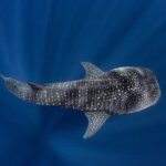 Swim with Whale Shark from La Paz - Why This Tour Stands Out