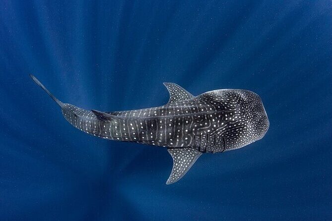 Swim with Whale Shark from La Paz - Why This Tour Stands Out