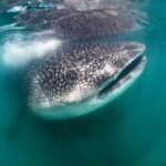 Swim with Whale Sharks in La Paz - Who Would Love This Tour?