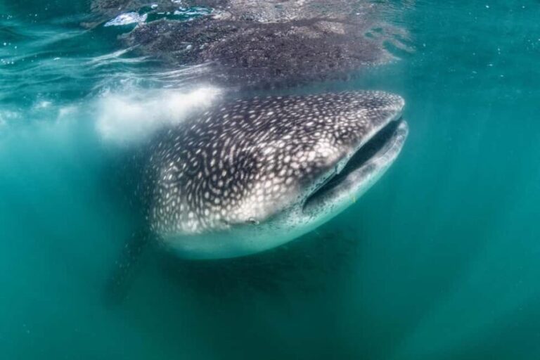 Swim with Whale Sharks in La Paz - Who Would Love This Tour?