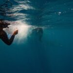 Swim with Whales Gold Coast - The Experience in Detail
