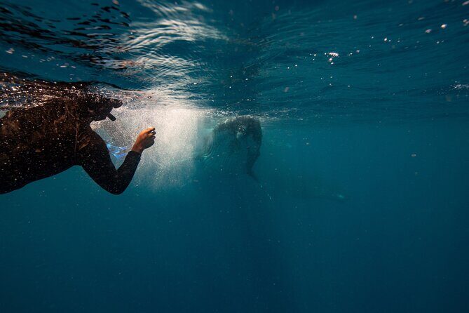 Swim with Whales Gold Coast - The Experience in Detail