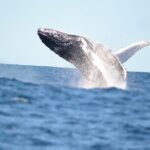 Swim with Whales in Gold Coast - Who Will Love This Tour?