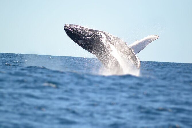 Swim with Whales in Gold Coast - Who Will Love This Tour?