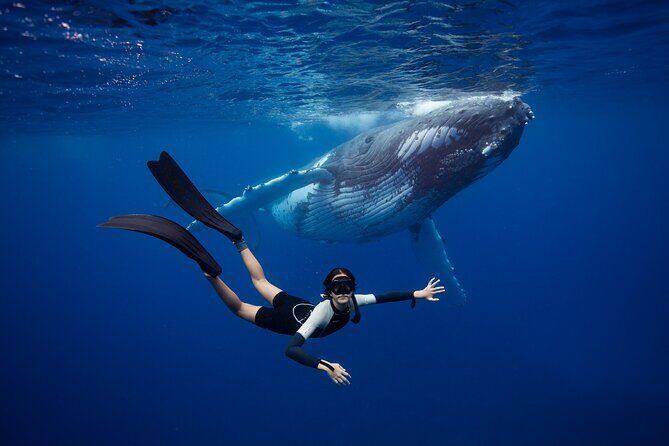 Swim with Whales in Gold Coast - Is This Tour Worth It? Who Will Love It?