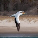 Swim With Wild Dolphins in Tauranga - The Sum Up: Is This Tour Right for You?
