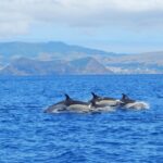 Swimming with Dolphins in Terceira Island - The Value of This Tour