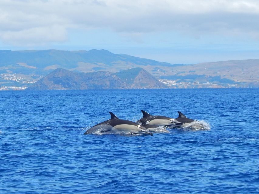 Swimming with Dolphins in Terceira Island - The Value of This Tour