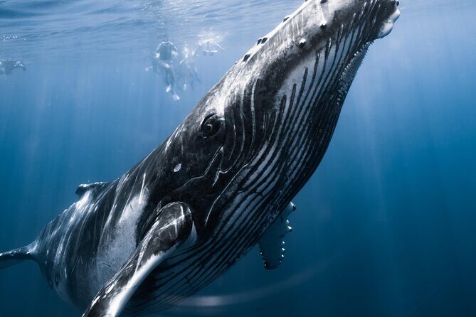 Swimming with Whales in Moorea (Half Day tour) - The Sum Up