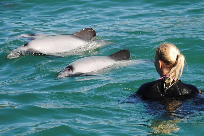 Swimming with Wild Dolphins in Akaroa - Authentic Reviews from Past Participants