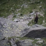 Switzerland: Private nature safari with local guide. Discover the Alps, lakes, and more. - The Value of a Private, Tailored Experience