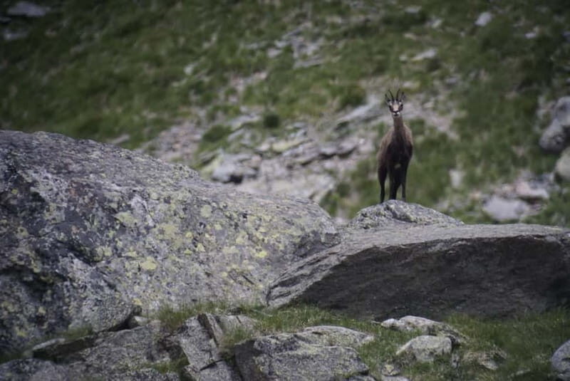 Switzerland: Private nature safari with local guide. Discover the Alps, lakes, and more. - The Value of a Private, Tailored Experience