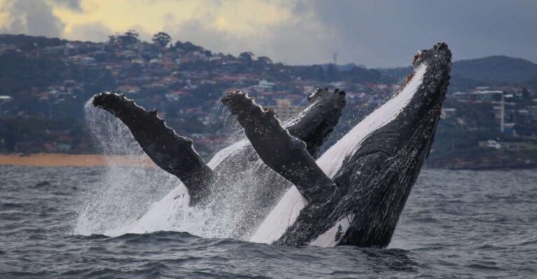 Sydney: 2.5-Hour Discovery Whale Watching Tour by Catamaran - Final Thoughts: Why You Should Consider This Tour
