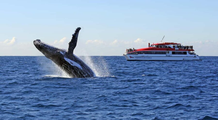 Sydney: 2.5-Hour Whale Watching & Wildlife Cruise - Who Will Love This Tour?