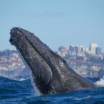 Sydney: 2-hour Express Whale Watching Cruise - Key Points