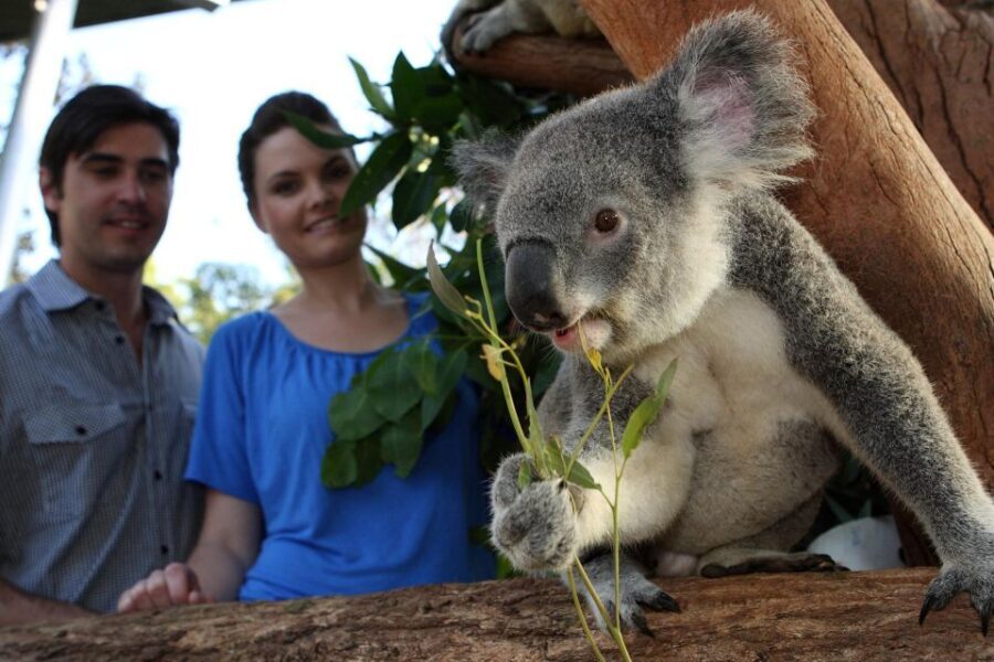Sydney Explorer Pass: Save up to 50%* on Attraction Tickets - Who Will Benefit Most?