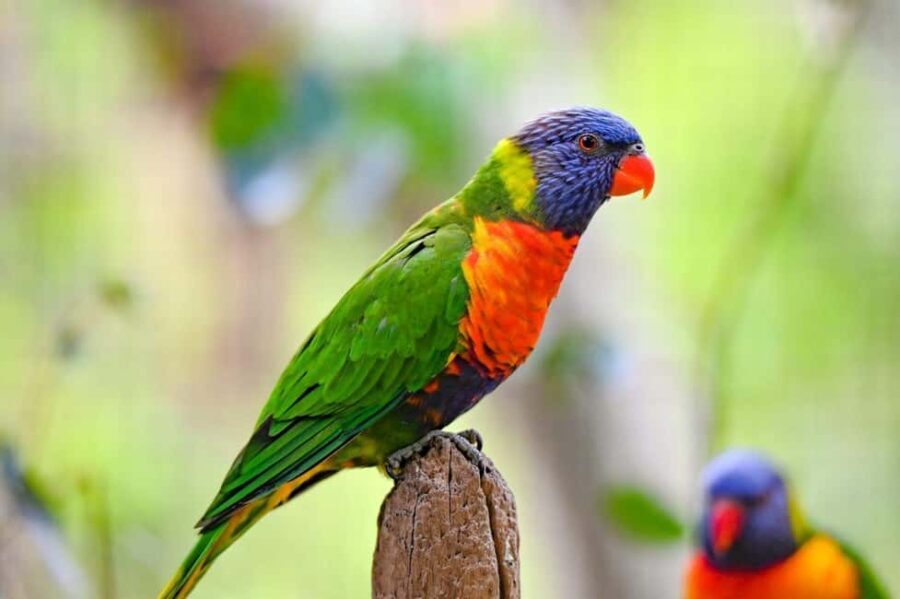 Sydney: Featherdale Wildlife Park Private Tour - Authentic Feedback from Travelers