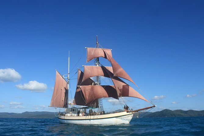 Sydney Harbour Tall Ship Whale & Sail - Whale Watching Cruise - Whale Watching: When and What You’ll See