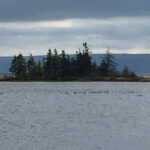 Sydney: Highland Village & Bell Museum Cruise Excursion - Practical Details and What You Need to Know